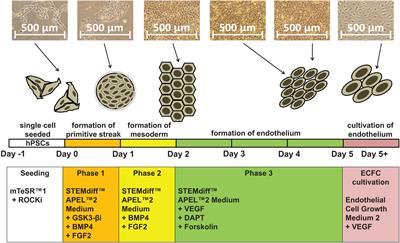 Endothelial Progenitor Cells Produced From Human Pluripotent Stem Cells by a Synergistic Combination of Cytokines, Small Compounds, and Serum-Free Medium